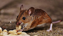 24 Hour & Emergency Exterminators in Wellersburg, PA